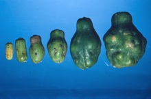 Papayas with boron deficiency